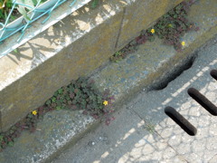 種明かし画像