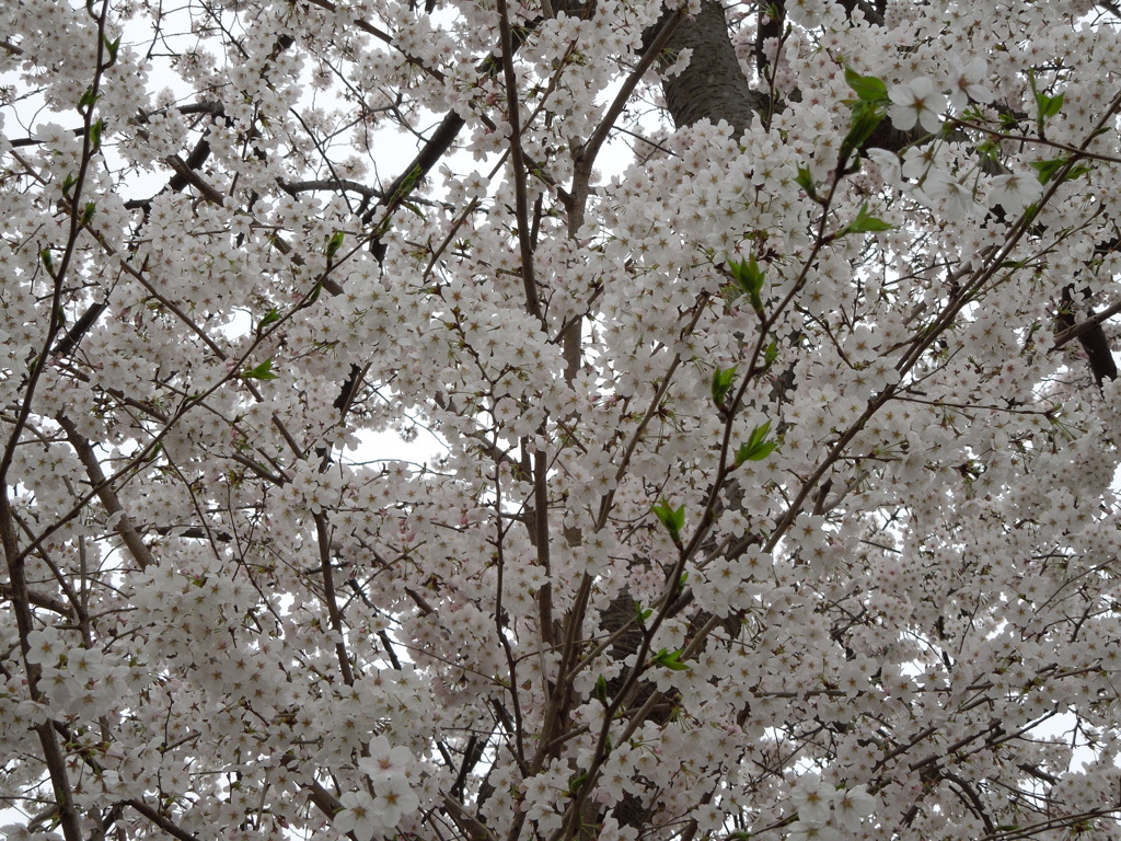DSCN0132[1]