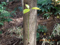 DSCN0410