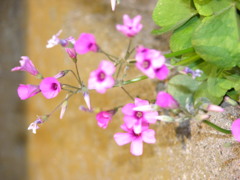 DSCN0653