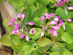 DSCN0652