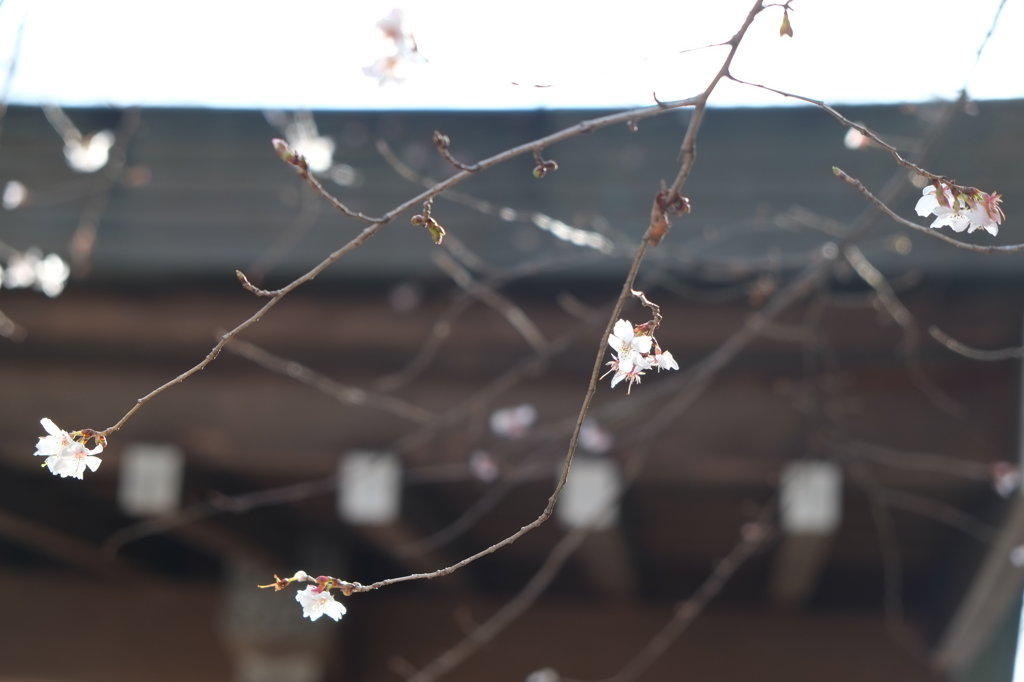 四季桜