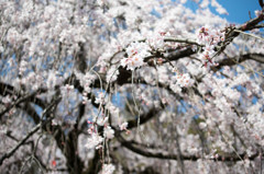 長良天神・枝垂れ桜