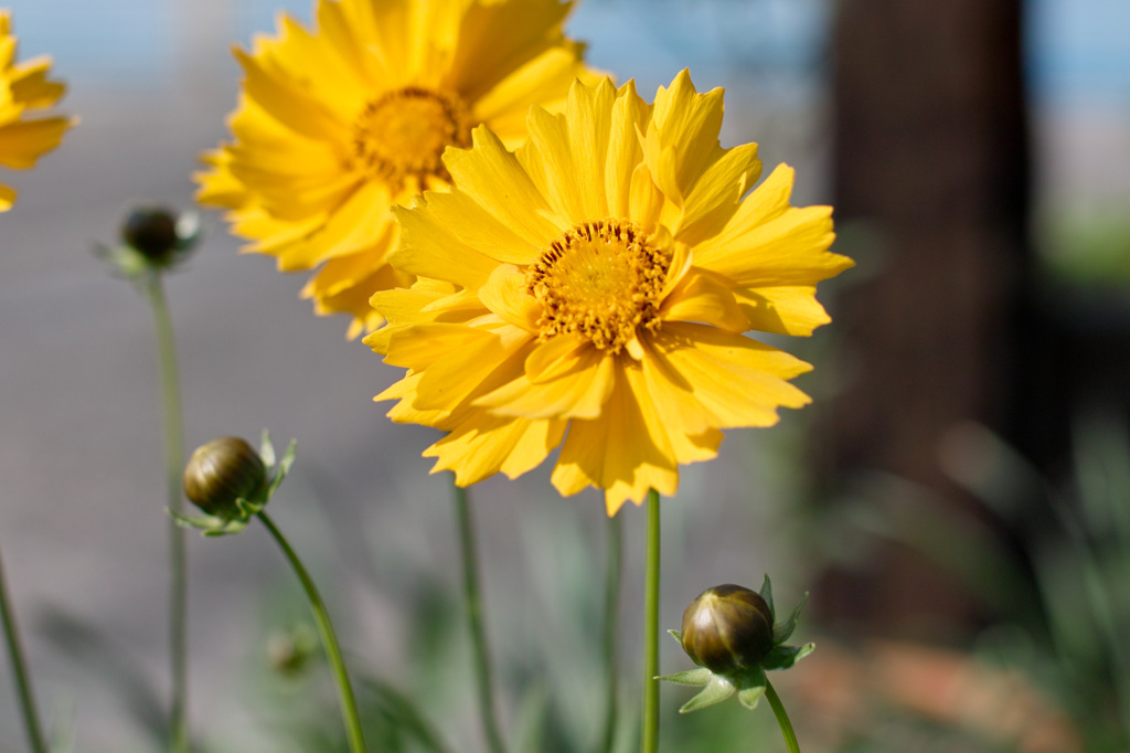 黄色の花