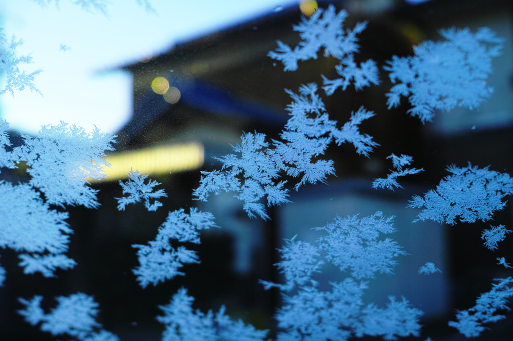 フロントガラスに咲く花