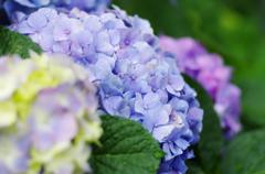 初夏の香り　紫陽花色々