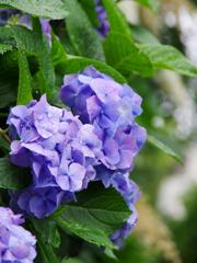 初夏の香り　紫陽花2