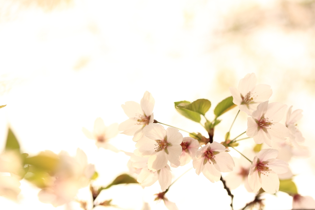 夕映えの桜