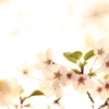 夕映えの桜