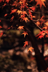 紅葉の調べ