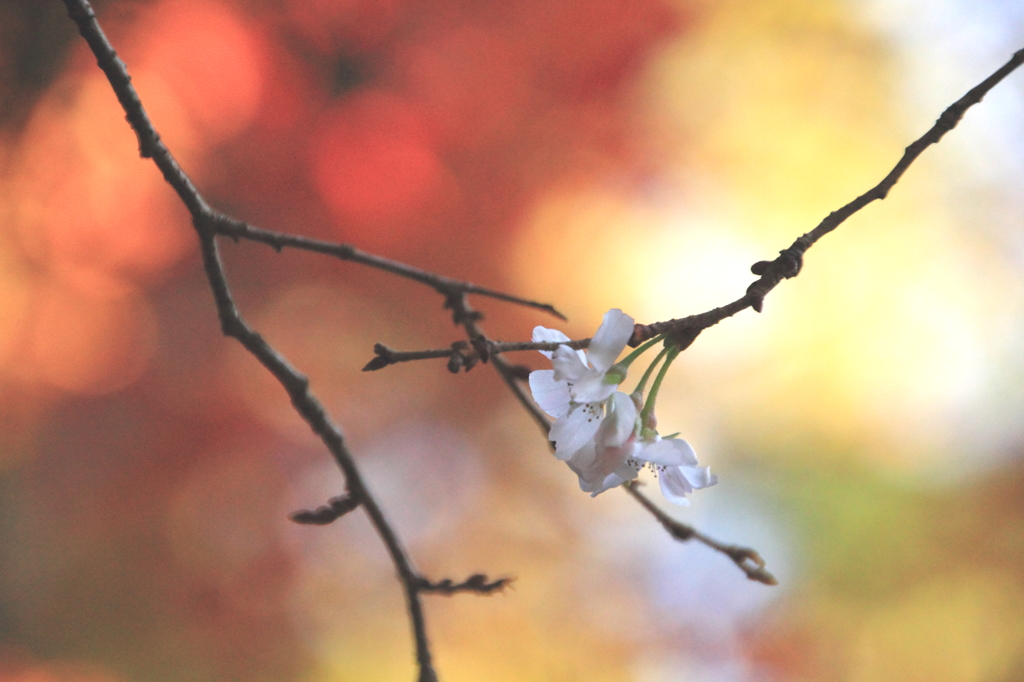 桜サク