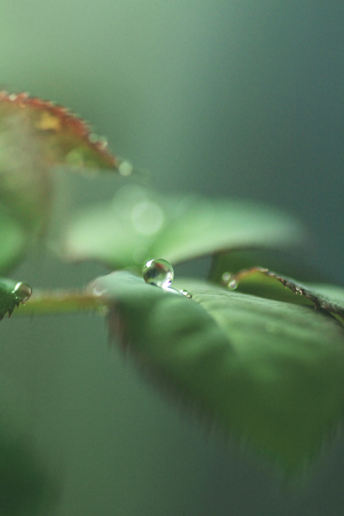 雨　雫