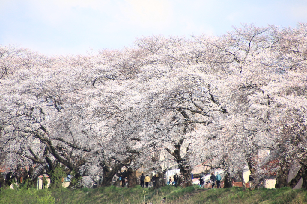 さくらのトンネル