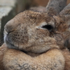 ムヒッ