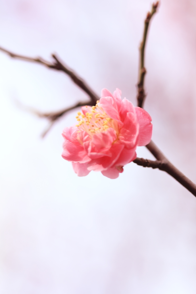 頬紅