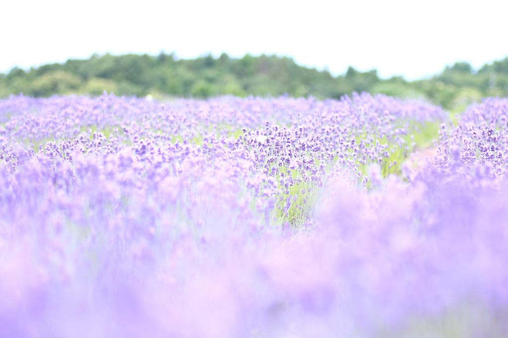 紫の花畑 By Yorokobi Id 写真共有サイト Photohito