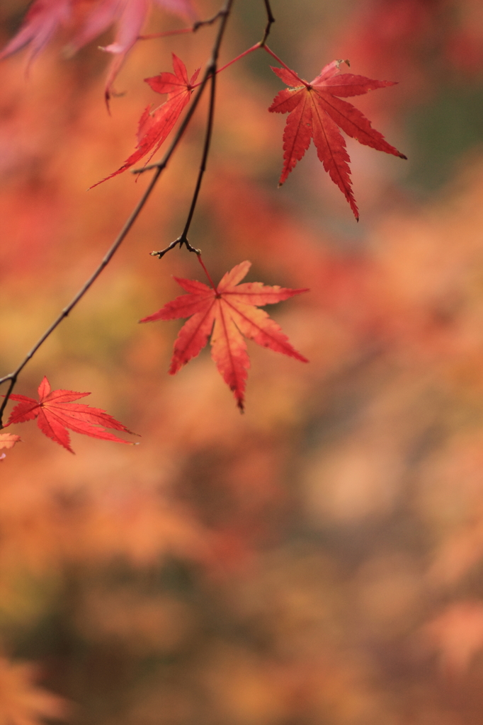 紅ほっぺ