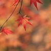 紅ほっぺ