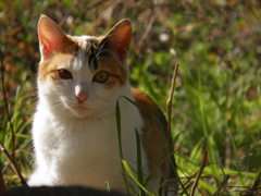 ねこ