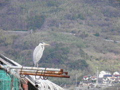 鷺