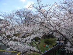 桜とサイクルモノレール