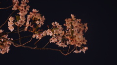 暗闇で見た桜