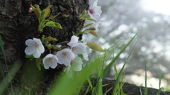 桜の木の下で