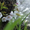 桜の木の下で