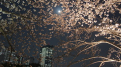 夜桜と月