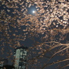 夜桜と月