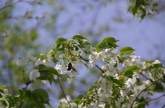 ぶんぶんぶん蜂がとぶ