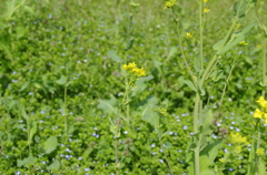 菜の花