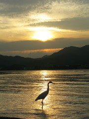 夕鳥
