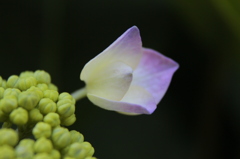紫陽花一番乗り
