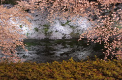 桜の額縁