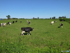 サロマ湖の近くの牛たち