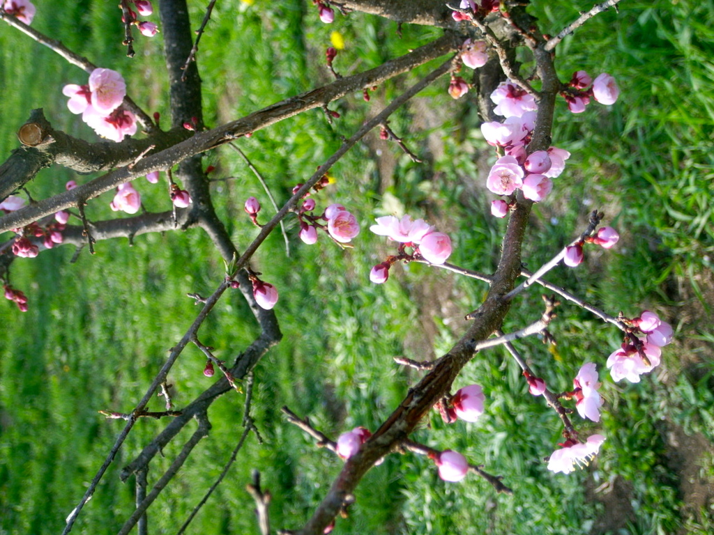 梅狂舞04