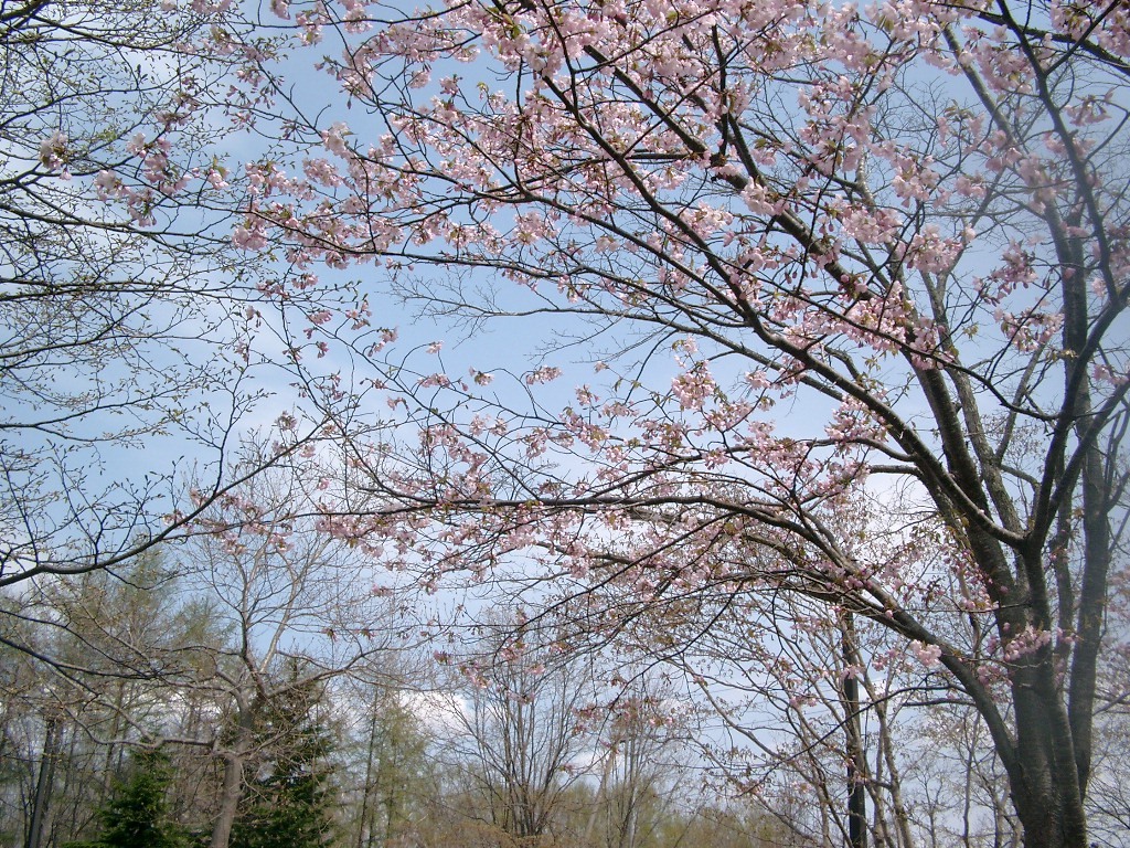 北海道の桜