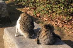 マネしんぼ