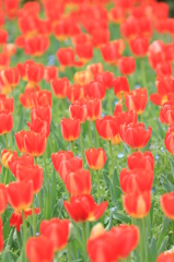 馬見丘陵公園