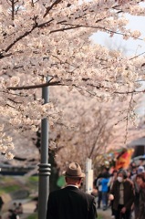 桜