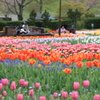 馬見丘陵公園
