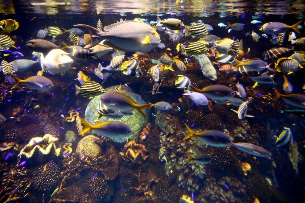 魚群
