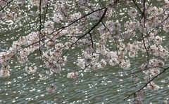 水面と桜のキラキラ