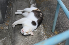 てへぺろ（・ω<☆）