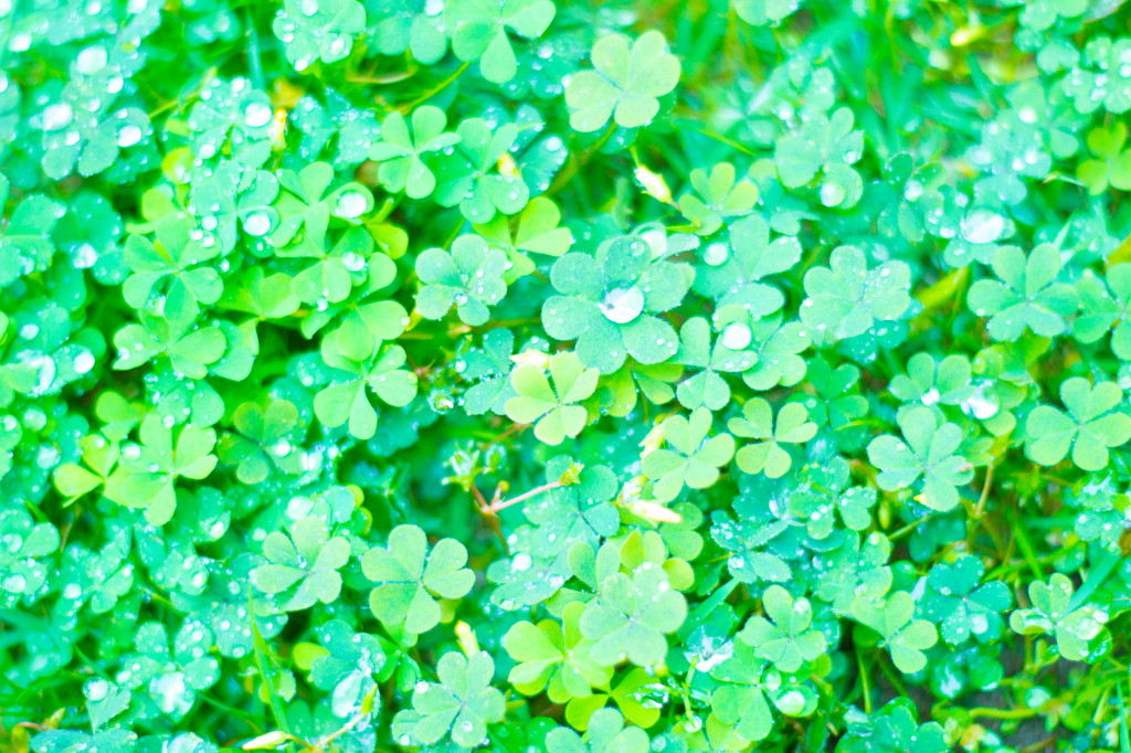 雨の三つ葉のクローバー