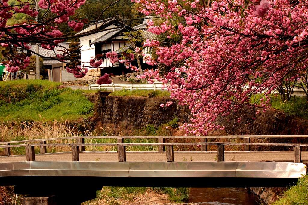 桜と橋