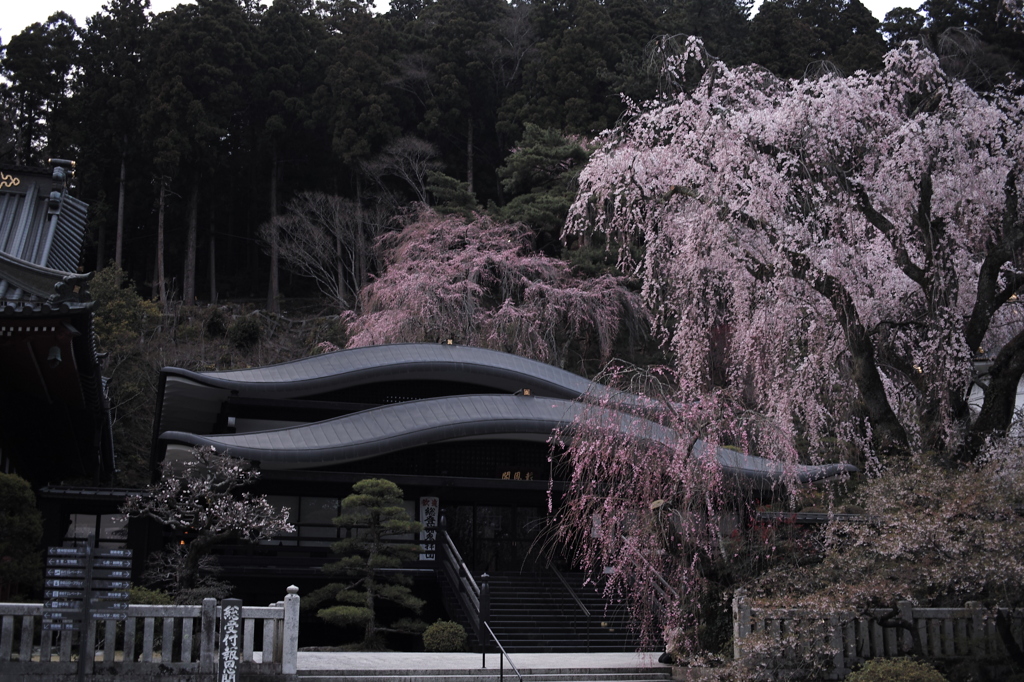 049報恩閣の枝垂れ桜