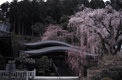 049報恩閣の枝垂れ桜
