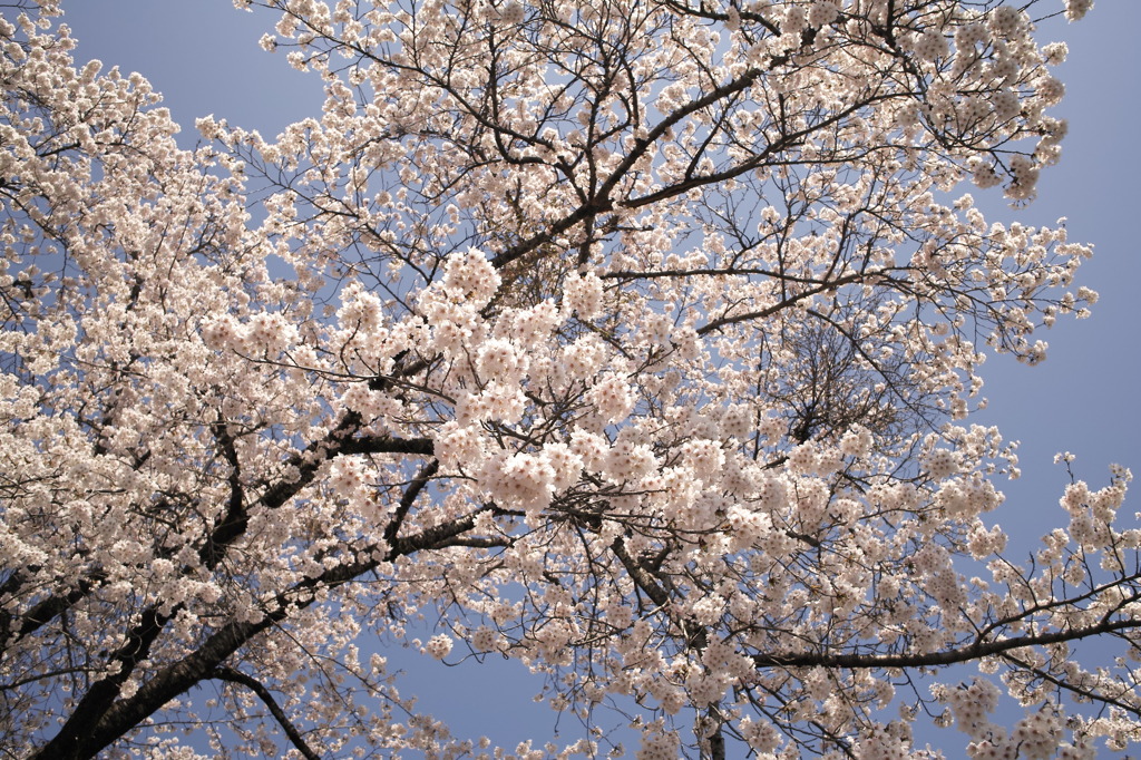 寺平の身延山桜